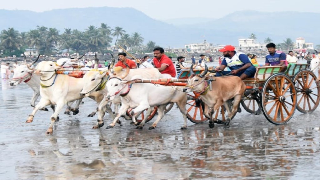 Bullock cart competition Alibaug
