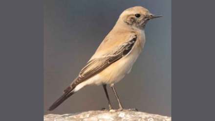 rare bird desert wheatear travel