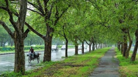 Dangerous tree survey Navi Mumbai