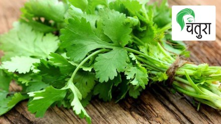 coriander coriander