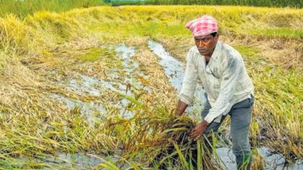 unseasonal rain hailstorms hit rabi crops on two hundred hectares in ...