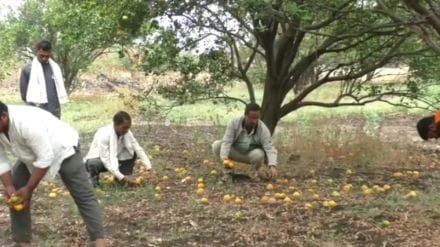 damage of orange farm