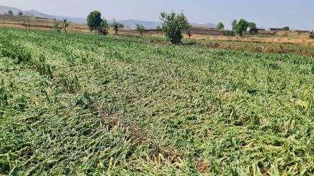 farm lost due to rain