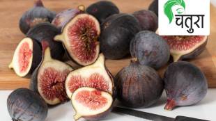 figs Anjir ficus carica