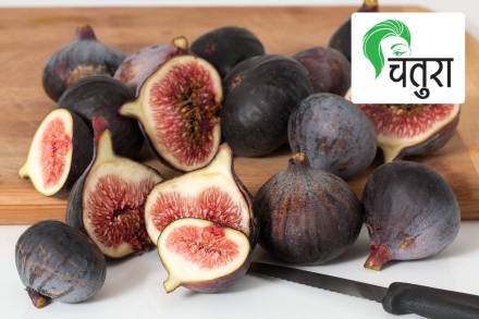 figs Anjir ficus carica