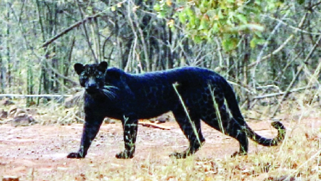 black leopard black leopard