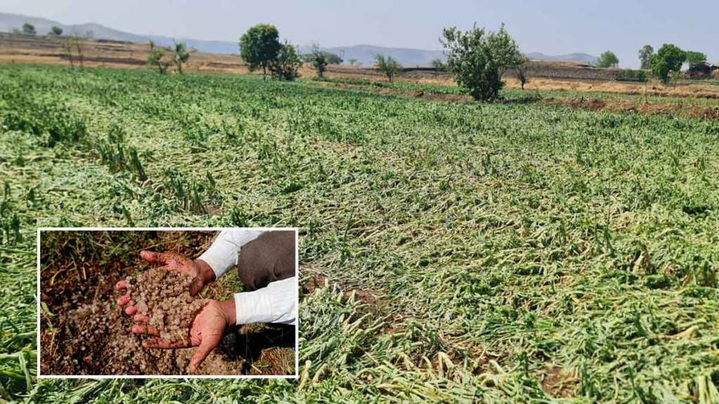 hailstorm severely damaged crops