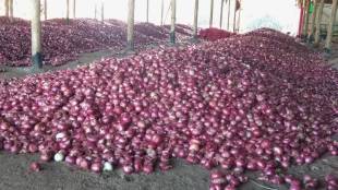 onion