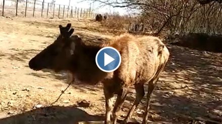 sambar video sambar video