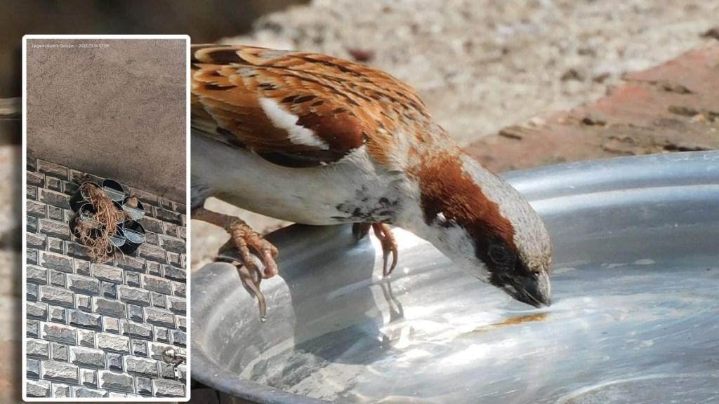 sparrow
