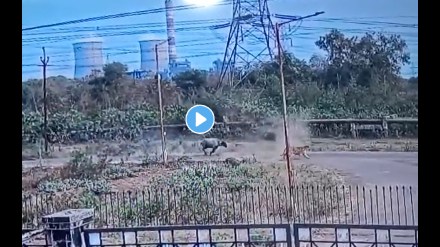 tiger attack buffalo tiger attack buffalo