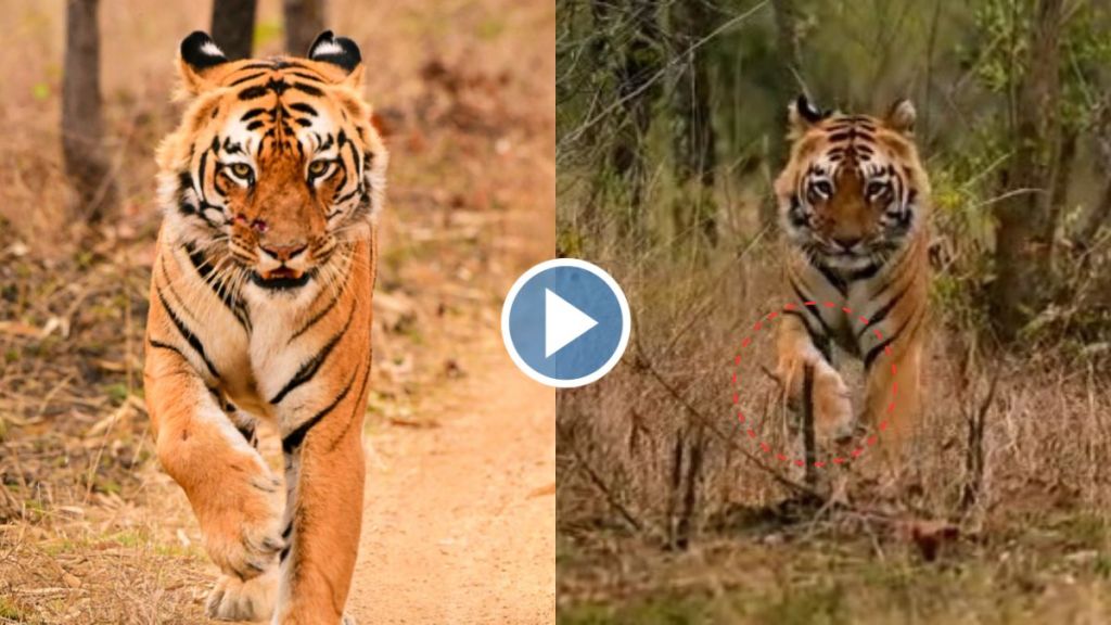 tiger injured tiger injured