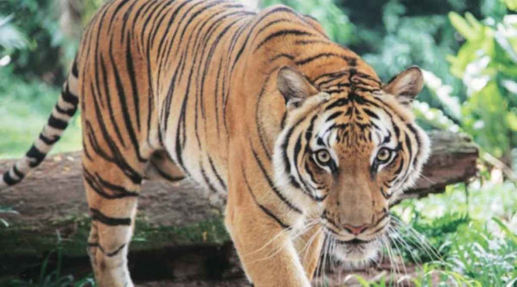 tiger