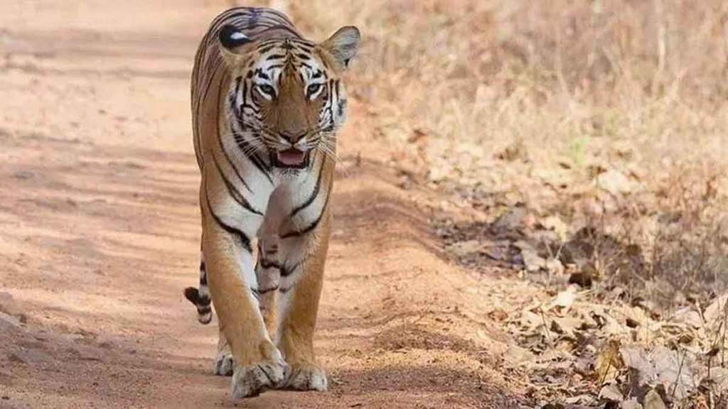 human tiger conflict