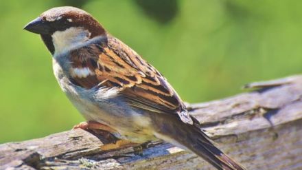 world sparrow day