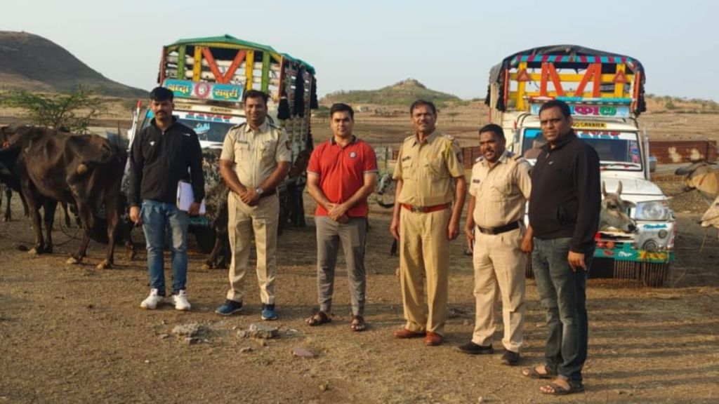 12 cow rescued by police