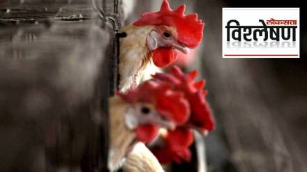 China Bird Flu