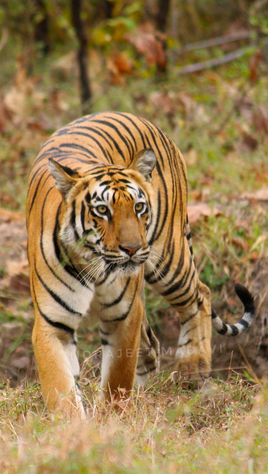 Babli Tigress Information Photos