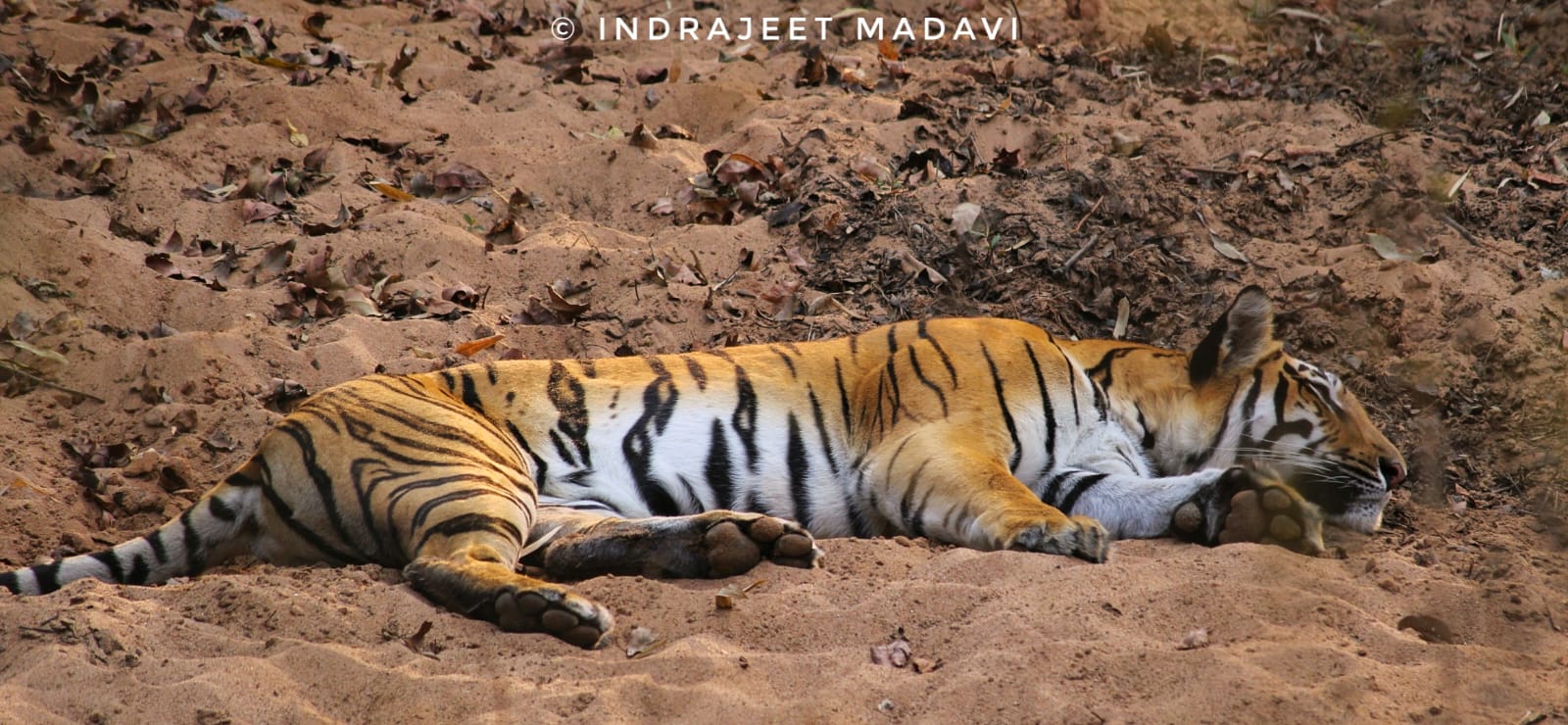 Babli Tigress Information Photos