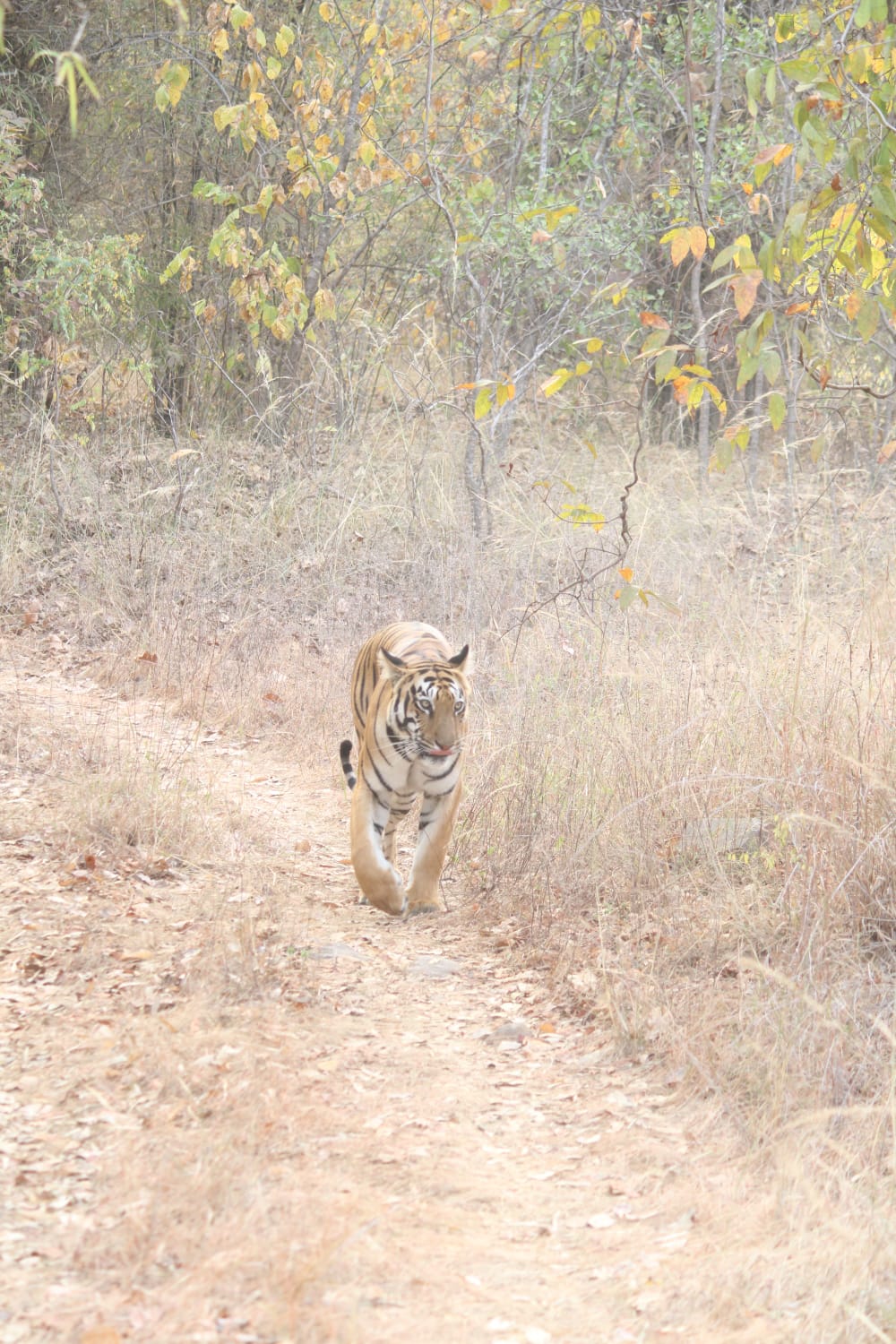 Babli Tigress Information Photos