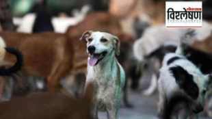 stray dogs