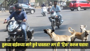 Dogs Chasing Bike