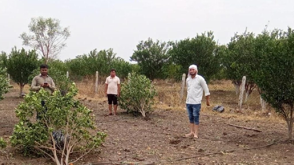 Heavy crop damage due to unseasonal rain in wardha