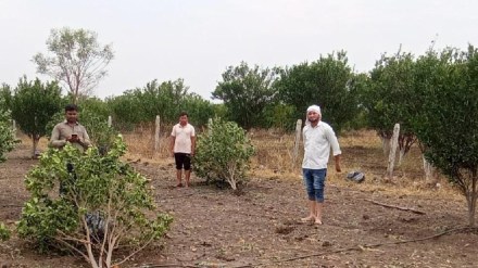 Heavy crop damage due to unseasonal rain in wardha