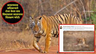 IFS parveen Kasawan tiger eating leopard