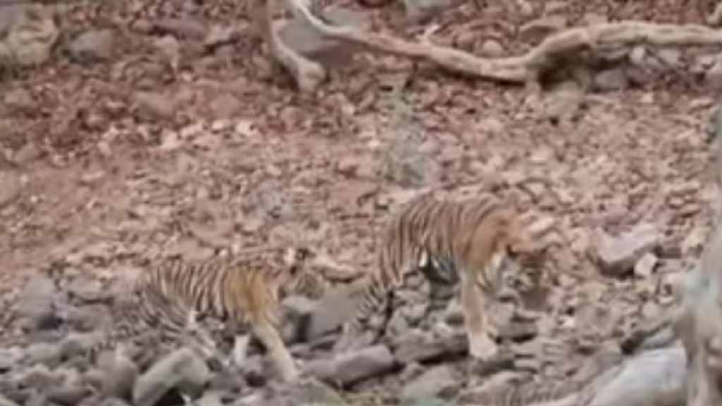 chandrapur, nagpur, tigress, tadoba, viral, video, jakhmi, vaghin, wounded, injury chandrapur, nagpur, tigress, tadoba, viral, video, jakhmi, vaghin, wounded, injury