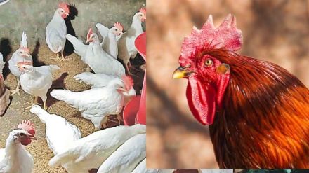 Man Killed 1100 chickens Man Killed 1100 chickens