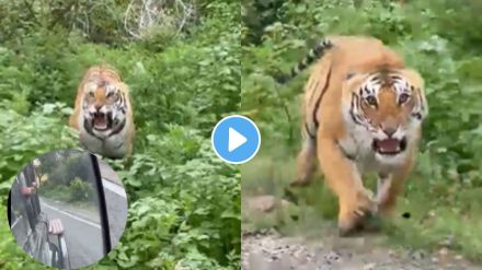 Tiger attacks viral video