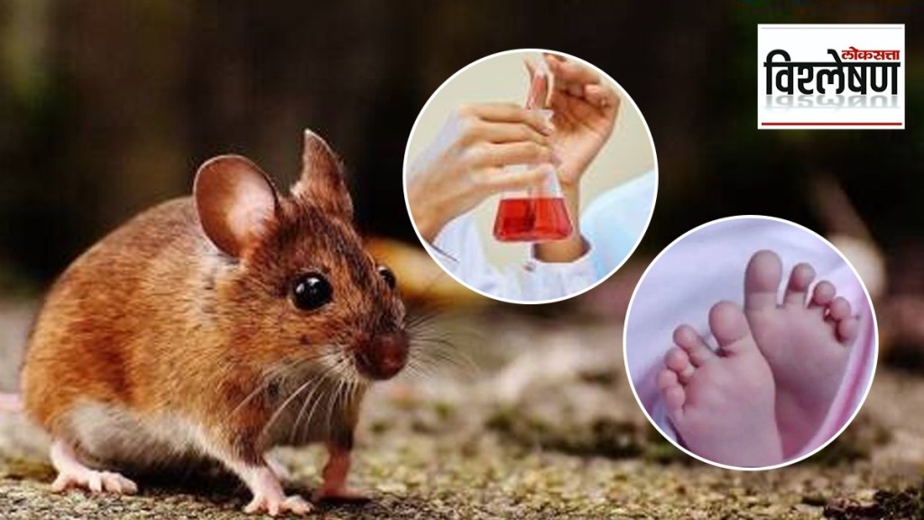 Japanese scientists gave birth to pups from two male mice Japanese scientists gave birth to pups from two male mice