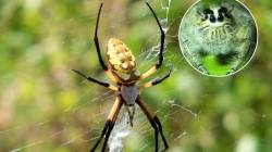 рд╕реЗрдХреНрд╕ рдХрд░рддрд╛рдирд╛ рдорд╛рджреА рдХреЛрд│реА рдХрд░рддреЗ рдореГрдд рдЕрд╕рд▓реНрдпрд╛рдЪрдВ рдирд╛рдЯрдХ; рдХрд╛рд░рдг рдПрдХреВрди рдЕрд╡рд╛рдХреН рд╡реНрд╣рд╛рд▓