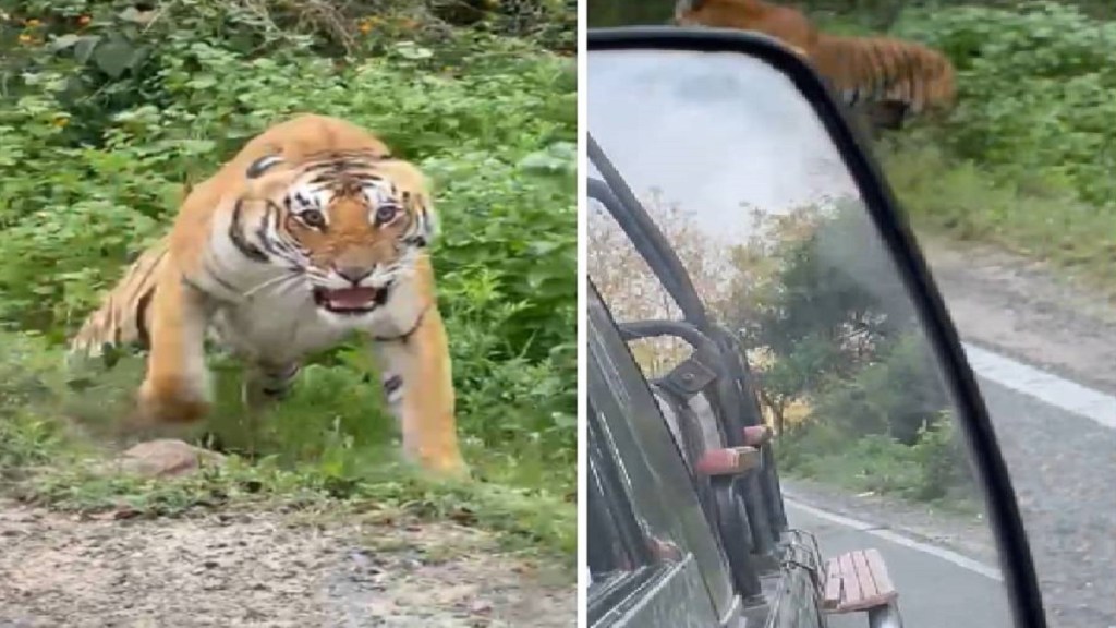 aggressive tiger