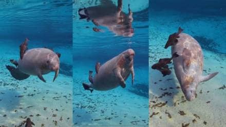 how are sea cows how are sea cows