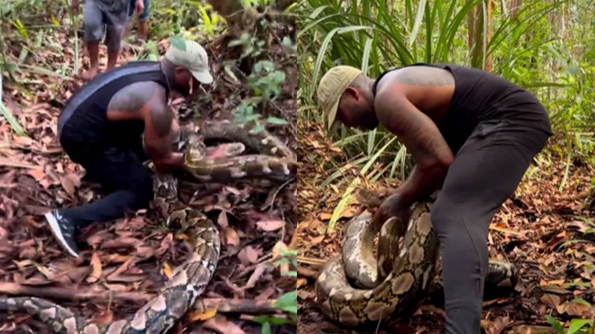 Python Catch By Hand Viral video: अबब! एवढा मोठा अजगर; तरुणानं एका हातात धरला अन् अजगरानं ...