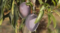 рдЕрдмрдм! ‘рд╣рд╛’ рдЖрд╣реЗ рдЬрдЧрд╛рддреАрд▓ рд╕рд░реНрд╡рд╛рдд рдорд╣рд╛рдЧрдбрд╛ рдЖрдВрдмрд╛, рдЬреНрдпрд╛рдЪреА рдХрд┐рдВрдордд рдРрдХреВрди рддреБрдореНрд╣реАрд╣реА рд╡реНрд╣рд╛рд▓ рдердХреНрдХ