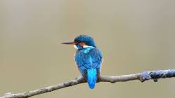 झाडांच्या फांद्यावर झोप घेत असताना पक्षी खाली का पडत नाहीत? कारण वाचून तुम्हीही व्हाल थक्क