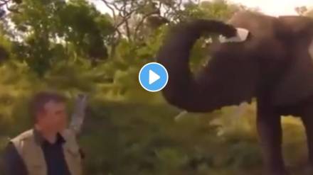 elephant video elephant video