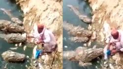 नसतं धाडस कशाला? मगरीला खायला घालायला गेला नदीकाठी अन्… Video सोशल मीडियावर व्हायरल