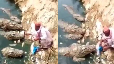 crocodile video crocodile video