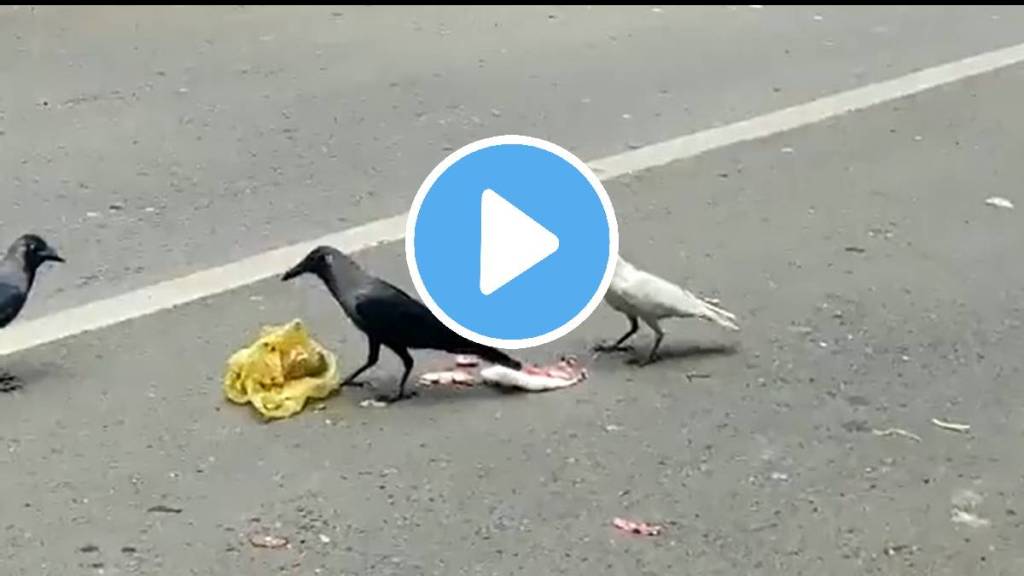 white crow sighted in pune video viral white crow sighted in pune video viral