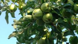 कच्च्या फळांचा रंग फक्त हिरवाच का असतो? पिकल्यानंतर तो कसा बदलतो? जाणून घ्या वैज्ञानिक कारण