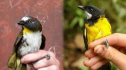 Birds of death : рд╕реБрдВрджрд░ рджрд┐рд╕рдгрд╛рд▒реНрдпрд╛ ‘рдпрд╛’ рдкрдХреНрд╖реНрдпрд╛рдВрдЪрд╛ рдкрдВрдЦрд╛рдд рдЕрд╕рддреЗ рдШрд╛рддрдХ рд╡рд┐рд╖; рейреж рд╕реЗрдХрдВрджрд╛рдд рд╣реЛрдК рд╢рдХрддреЛ рдореГрддреНрдпреВ