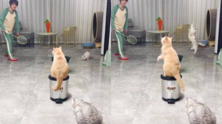 cats playing badminton cats playing badminton