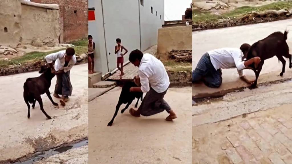 goat viral video goat viral video
