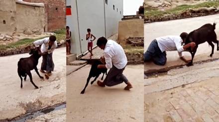 goat viral video goat viral video