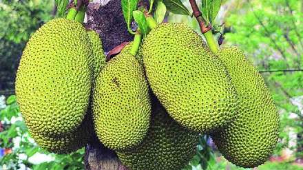 jackfruit good for summer or not