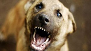 Stray dog attack